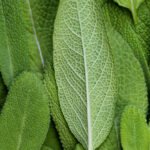 Sage (Encourages hair growth and reduces scalp inflammation. Earthy, herbal, and warm)