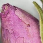 Damask Rose (Floral, elegant and romantic rosy. Hydrates, soothes, and reduces inflammation of scalp)