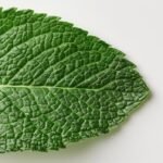 Mint (Fresh and cool minty. Increases blood circulation to the scalp, stimulating hair growth and soothing itchy scalp)