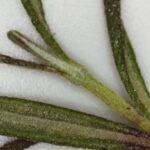 Rosemary (Fresh, herbaceous, and woody Stimulates blood flow to the scalp, promotes hair growth, and reduces hair fall)
